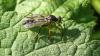 Dioctria rufipes